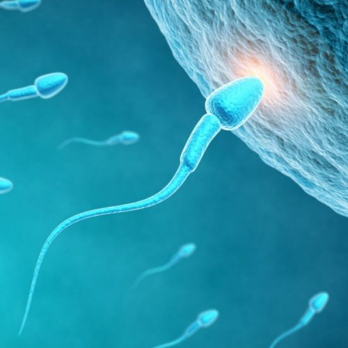 sperm-egg-fertility-fertilization-stock